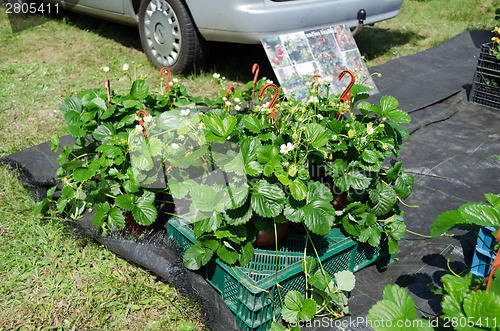 Image of strawberry seedling plants in pots sold in market 