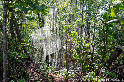 Image of view through tree branches in forest flooded water 