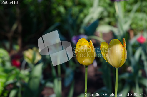 Image of dew drops on pair yellow tulip flower buds bloom 