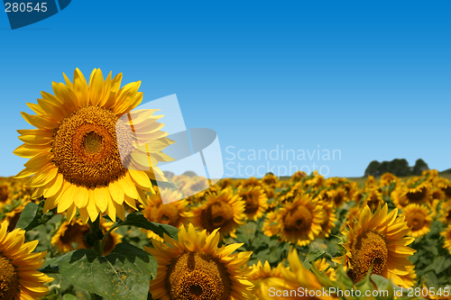 Image of Field of Sunflowers