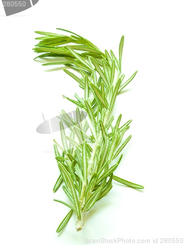 Image of Rosemary