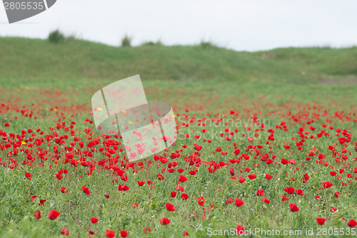Image of Spring flowers - red on green
