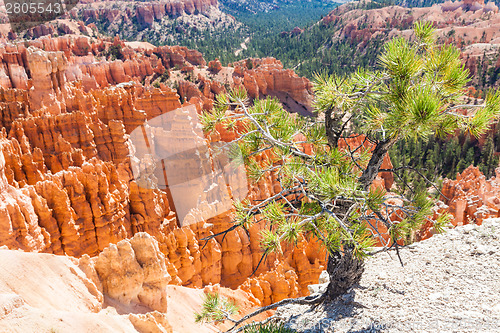 Image of Bryce Canyon