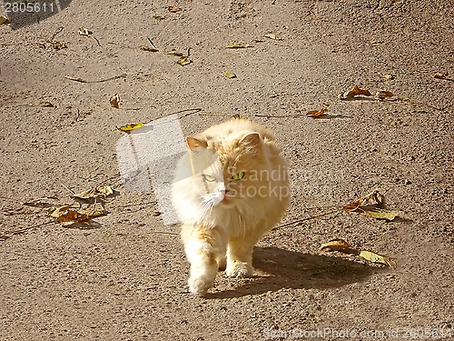 Image of City cat outdoors