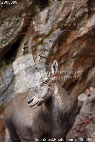 Image of Alpine Ibex