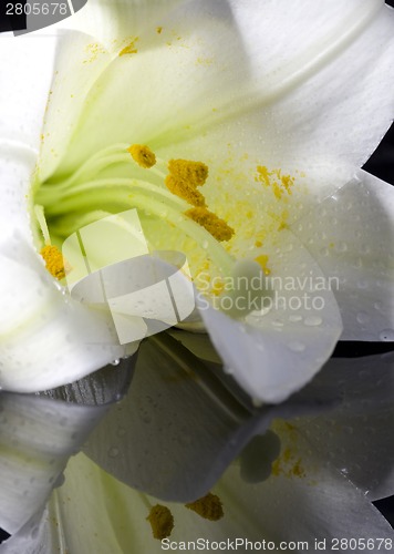 Image of Close up lily