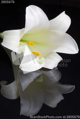 Image of Close up lily