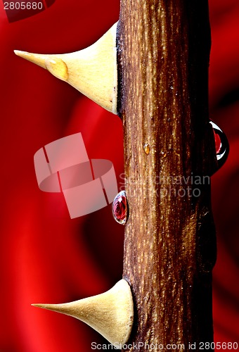 Image of Rose and Thorn Macro close