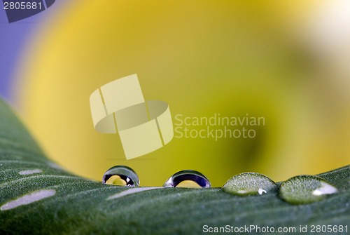 Image of Close up lily water drop