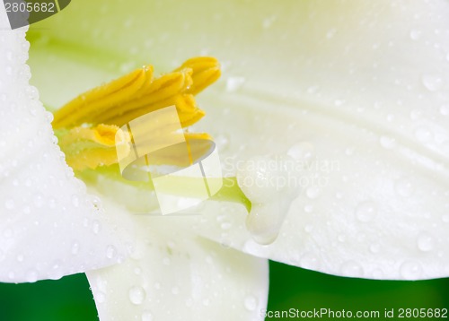 Image of Close up lily
