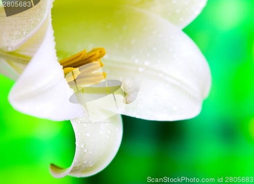 Image of Close up lily