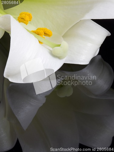 Image of Close up lily