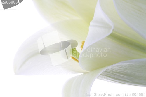 Image of Close up lily