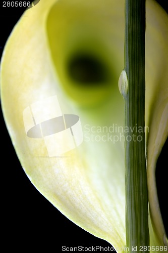 Image of Close up lily water drop