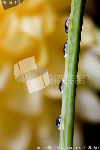 Image of Close up lily water drop