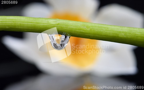Image of Close up lily water drop