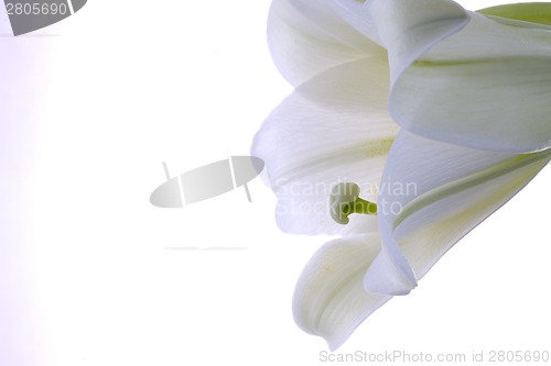 Image of Close up lily