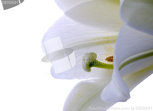 Image of Close up lily