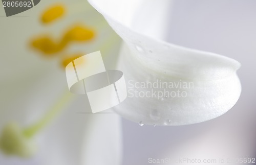 Image of Close up lily