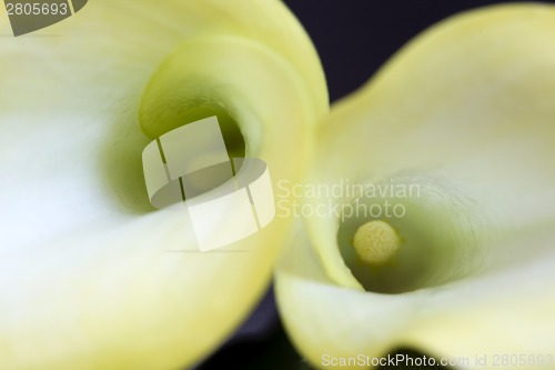 Image of Close up lily