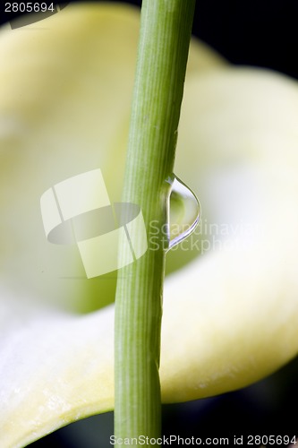 Image of Close up lily water drop