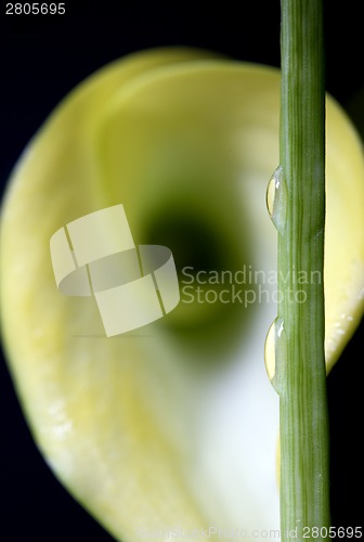 Image of Close up lily water drop