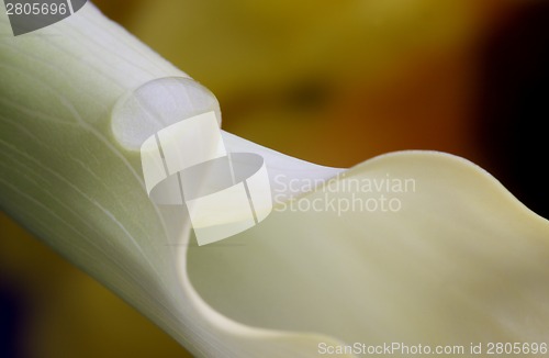 Image of Close up lily