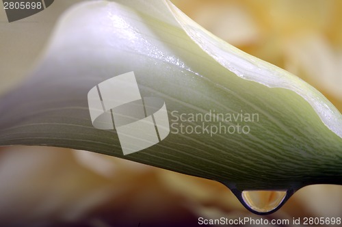 Image of Close up lily