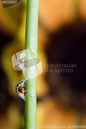 Image of Close up lily water drop