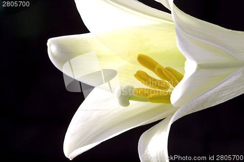 Image of Close up lily