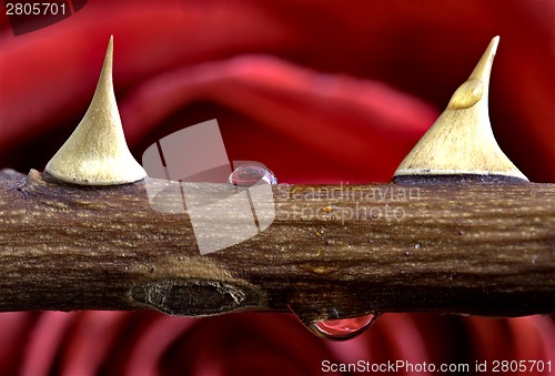 Image of Rose and Thorn Macro close