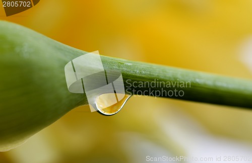 Image of Close up lily