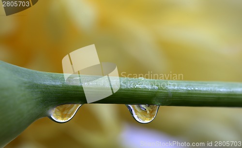 Image of Close up lily water drop