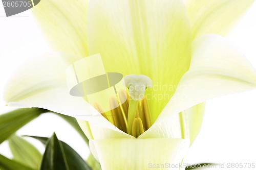 Image of Close up lily