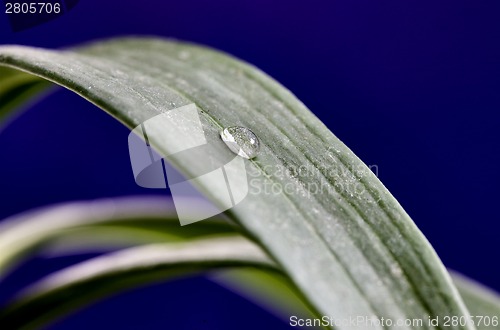 Image of Close Up Water Drop