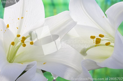 Image of Close up lily