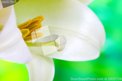 Image of Close up lily