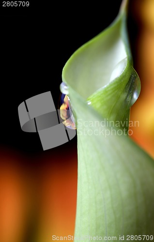 Image of Close up lily water drop