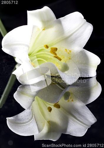 Image of Close up lily
