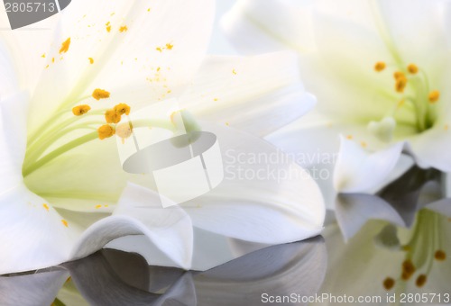 Image of Close up lily