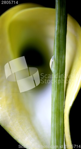 Image of Close up lily water drop