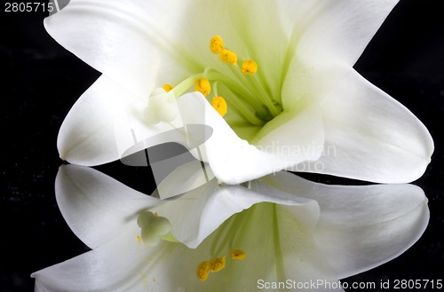 Image of Close up lily