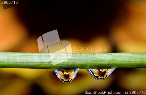 Image of Macro water drops