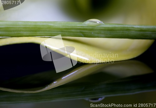 Image of Close up lily water drop