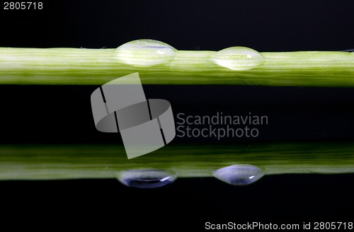 Image of Close up lily water drop