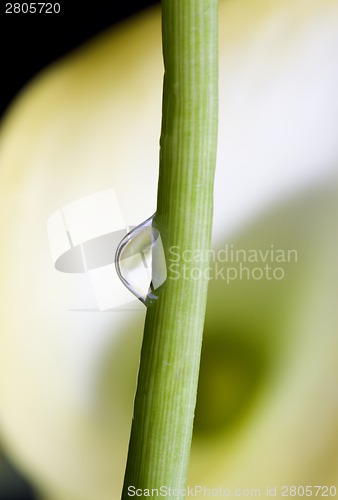 Image of Close up lily water drop