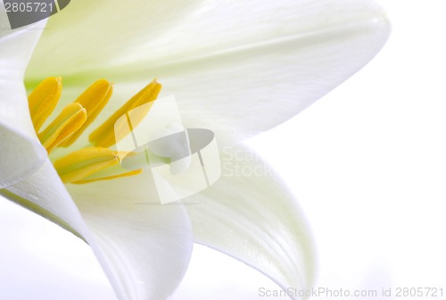 Image of Close up lily