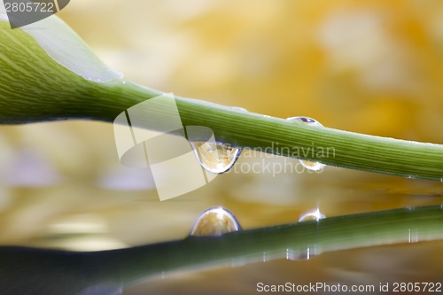 Image of Close up lily