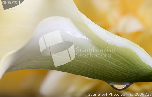 Image of Close up lily