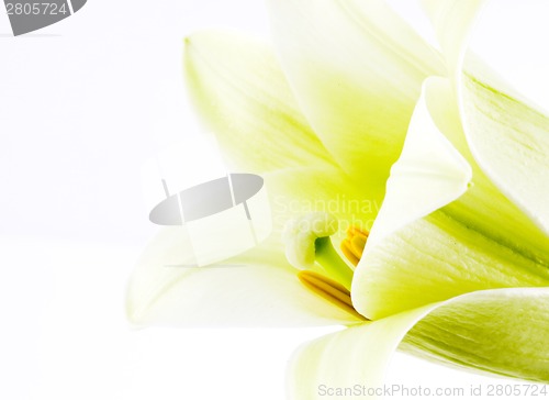 Image of Close up lily